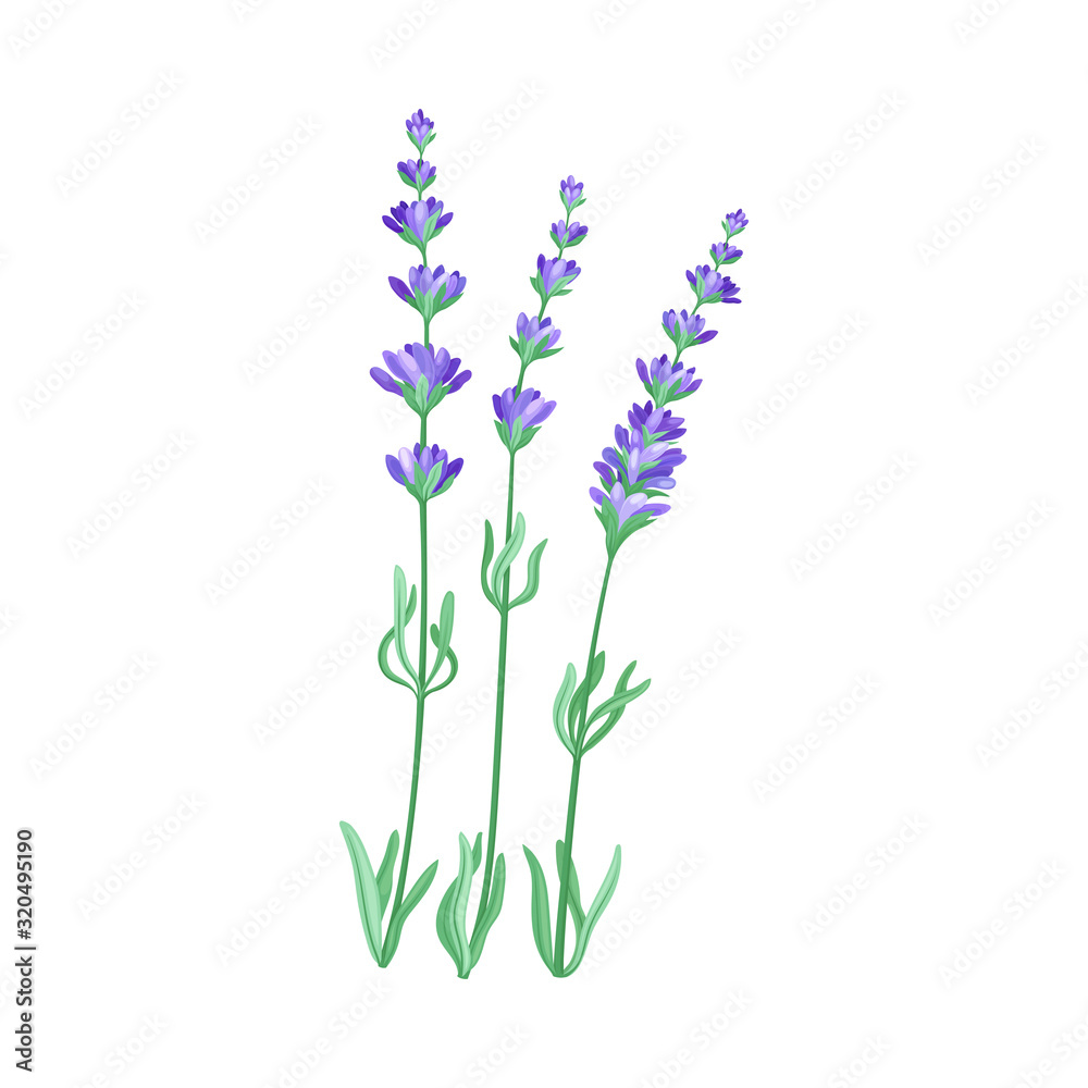 Obraz premium Lavender Twig as Kitchen Herb for Cooking Vector Element