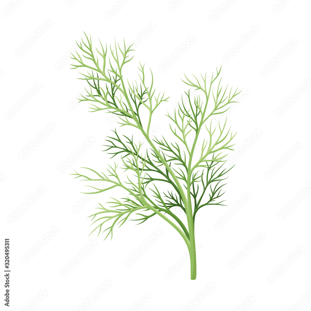 Dill Twig as Kitchen Herb for Cooking Vector Element Dill Twig as Kitchen Herb for Cooking Vector Element