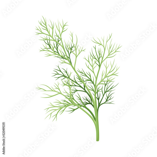 Dill Twig as Kitchen Herb for Cooking Vector Element