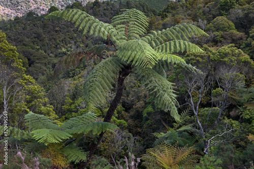 Forest and ferns. Northland New Zealand