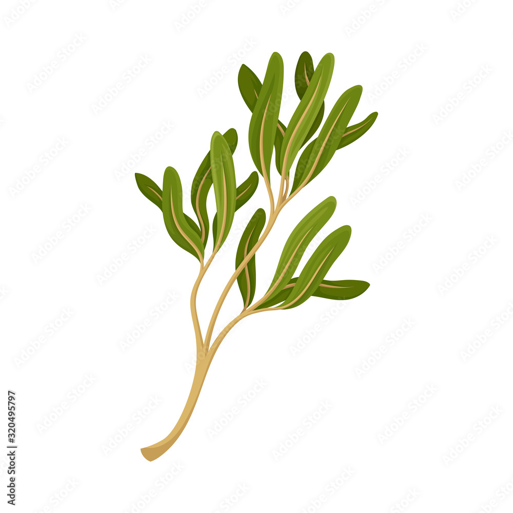 Obraz premium Kitchen Herb for Food Preparation and Garnish Vector Element