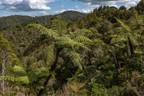 Forest and ferns. Northland New Zealand