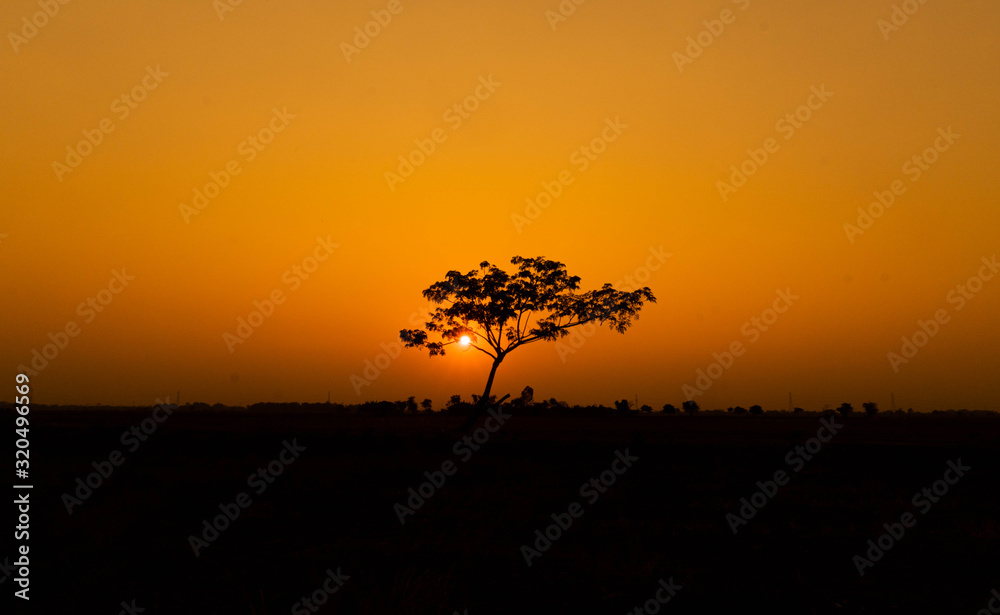 The only tree in the middle of the field at sunset