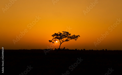 The only tree in the middle of the field at sunset