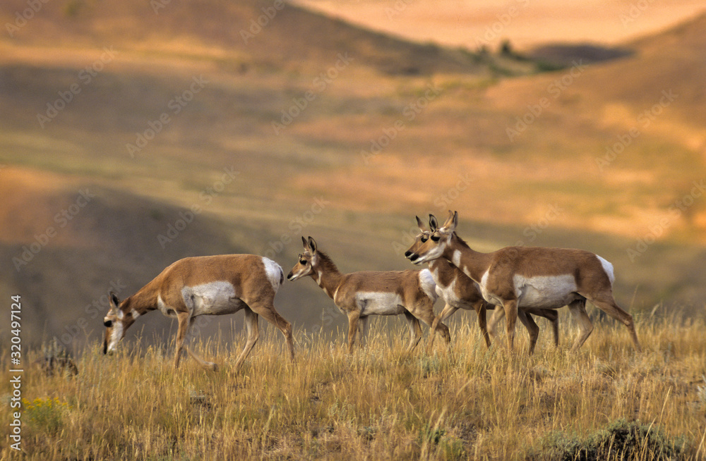 Antilope d'amerique, antilocapra americana, Parc national du Yellowstone, USA Antilope d'amerique, antilocapra americana, Parc national du Yellowstone, USA