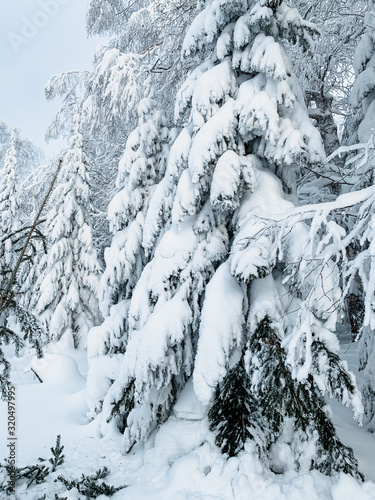 Frosty day in snowy coniferous forest. Location place of Shunut Mount, Russia, Europe. Incredible wintry wallpapers. Discover the beauty of earth. photo