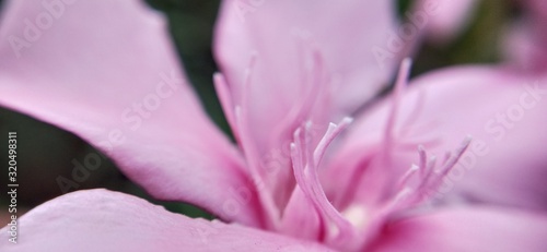 pink flower in center in closeup, Amazing view of red and white in middle of the flower. Macro closeup of red flowerred flower in macro close up with out focus photo