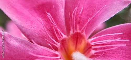 pink flower in center in closeup, Amazing view of red and white in middle of the flower. Macro closeup of red flowerred flower in macro close up with out focus photo