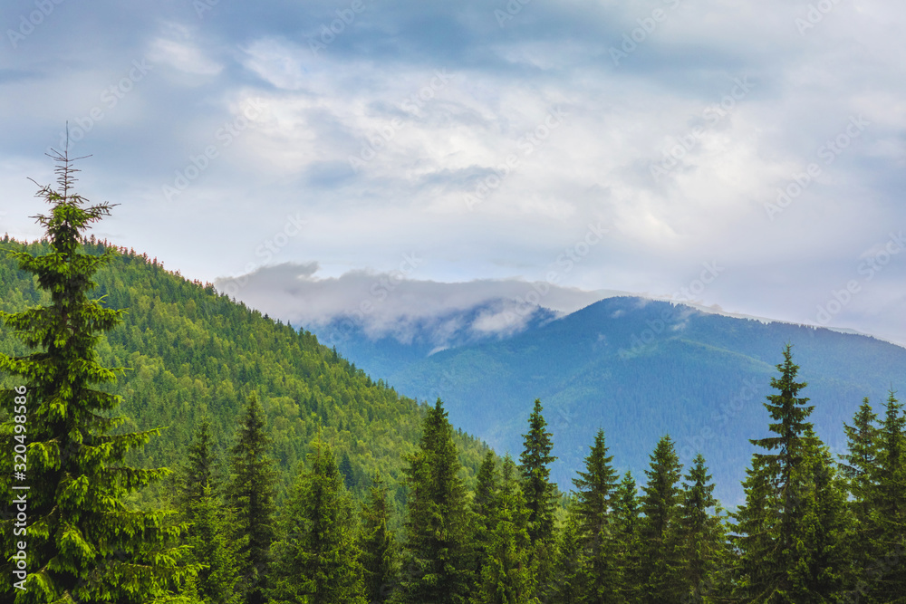 Mountain landscape with fir trees on mountains background_