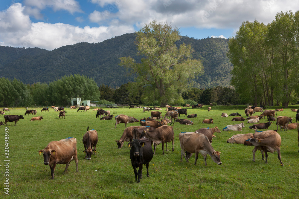 Okaihau. Northland. New Zealand. Cows. Cattle Okaihau. Northland. New Zealand. Cows. Cattle