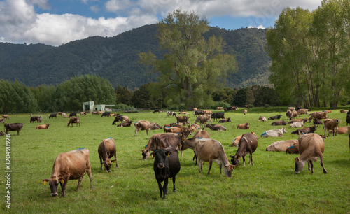 Okaihau. Northland. New Zealand. Cows. Cattle