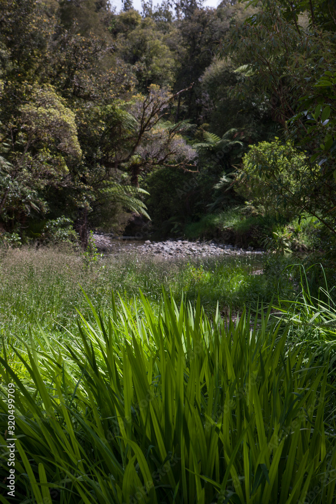 Raetea. Northland New Zealand. Forest Raetea. Northland New Zealand. Forest