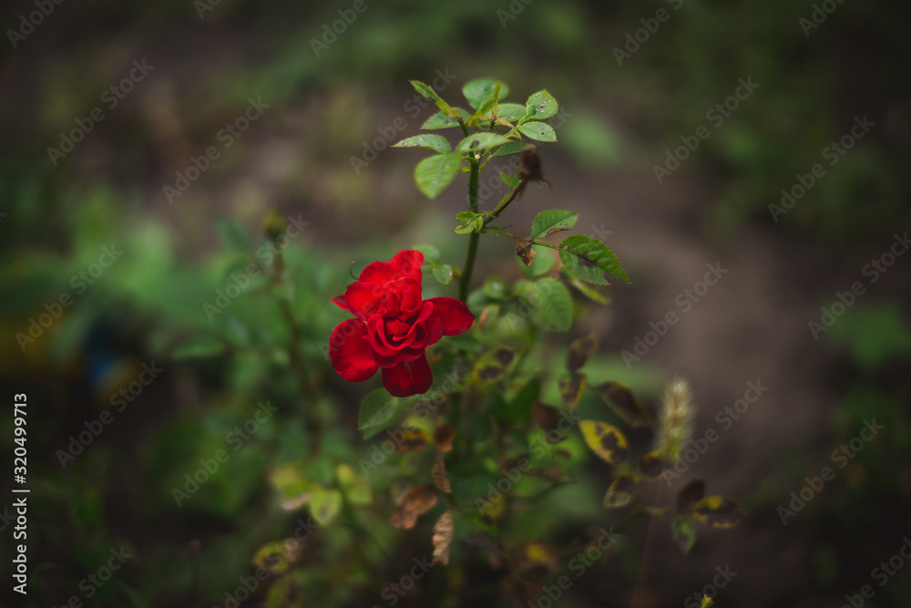 Rose Bush in the garden Rose Bush in the garden
