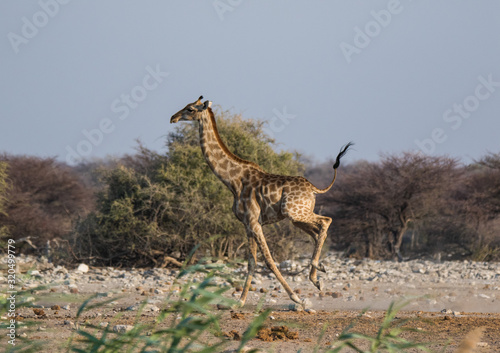 Frightened giraffe running away from predator over sandy plains of Etosha. Namibia. Africa