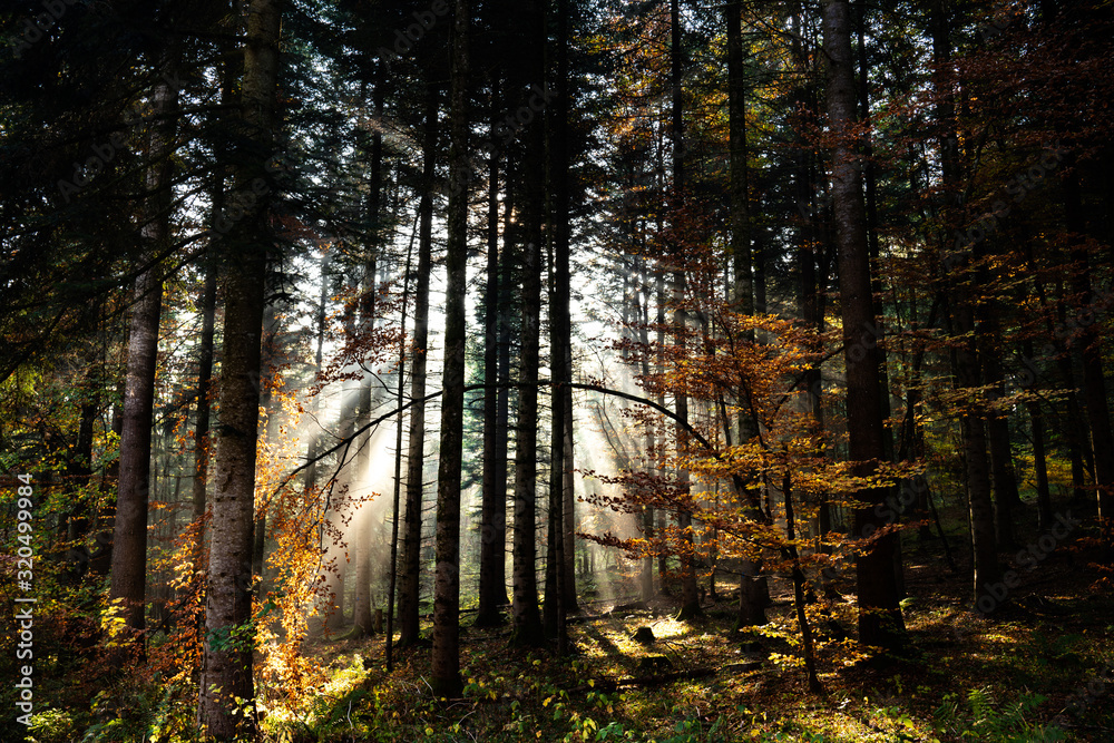 Obraz premium Forest Archway