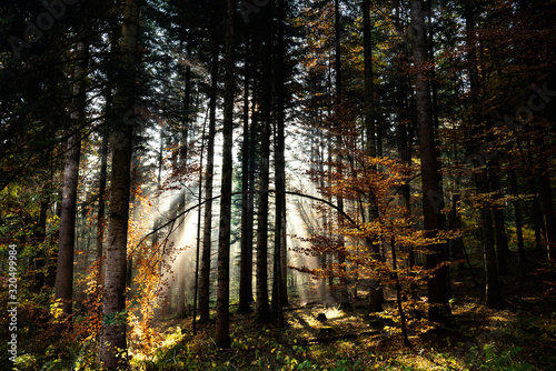 Forest Archway