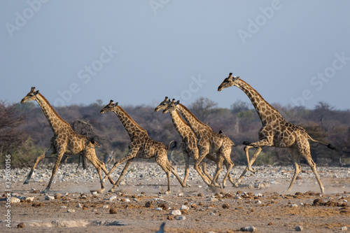 Canvas Print Herd of frightened giraffes running away from predator over sandy plains of Etosha