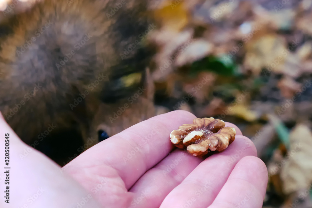 Man feeding a red squirrel nuts Man feeding a red squirrel nuts