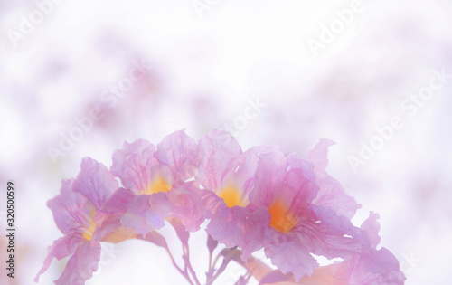 defocused Pink white flower on nature background, Close up pink flower with branch on blurry background