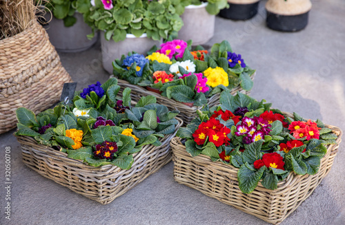 Colorful bright primrose flowers in the baskets at the flowers garden shop. Primula vulgaris garden decoration.