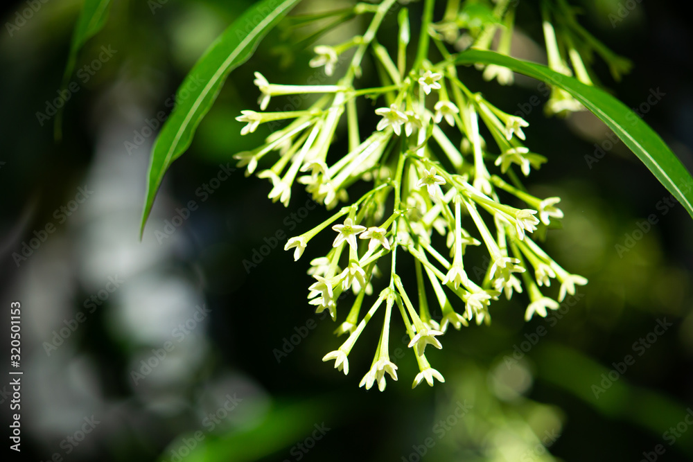 ヤコウボク ナス科 学名 Cestrum Nocturnum 別名 ヤコウカ 夜行花 夜に芳香を放つ花 Stock Photo Adobe Stock