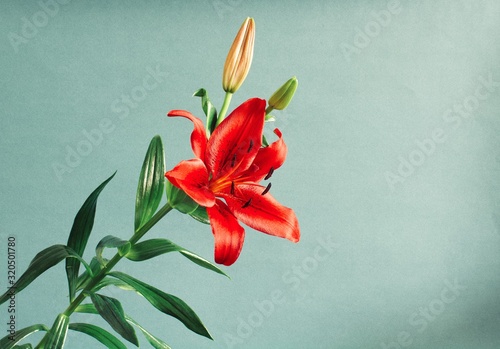 Closeup of a red flower contrasting with blue background