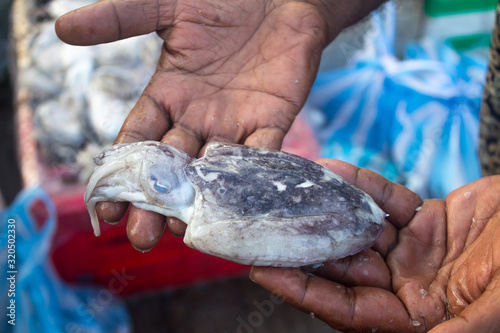 NEGOMBO, SRI LANKA - December 05, 2017. A recently caught squid in the palm of a fisherman.