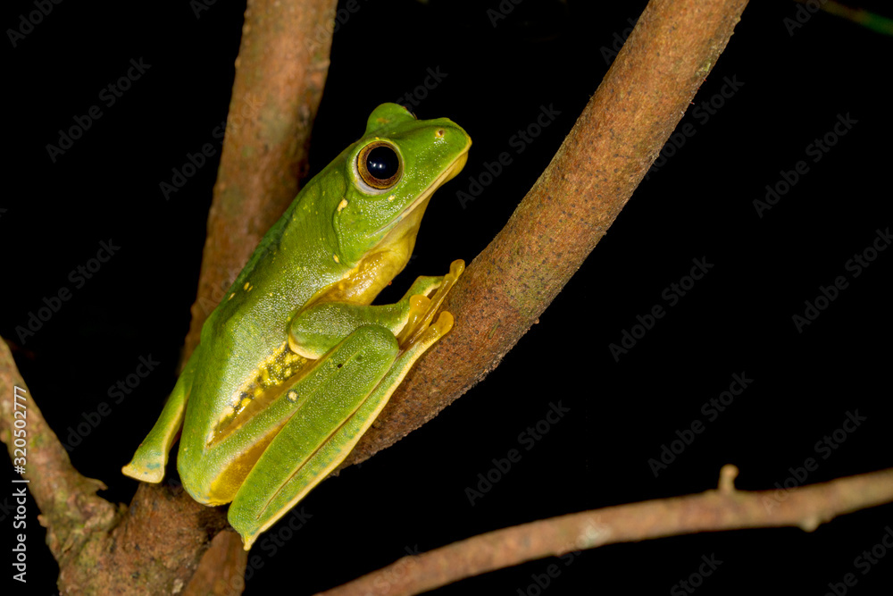 Rhacophorus pseudomalabaricus type of flying frog endemic to the