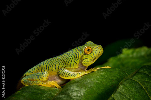 Rhacophorus pseudomalabaricus type of flying frog endemic to the Anaimalai Hills of Tamil Nadu and Kerala states, India.