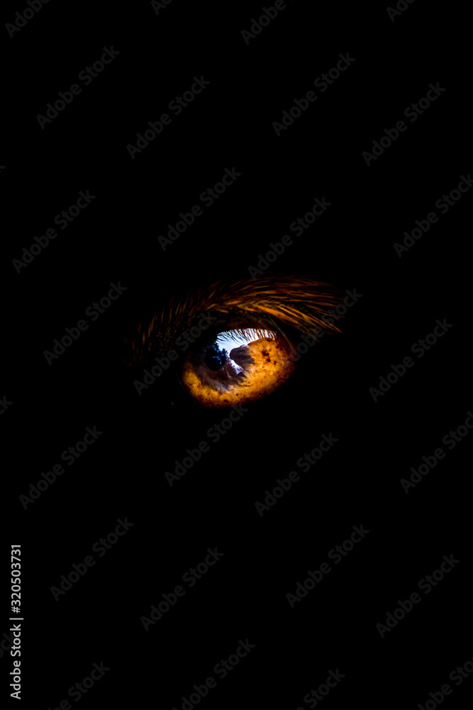 eye in the dark