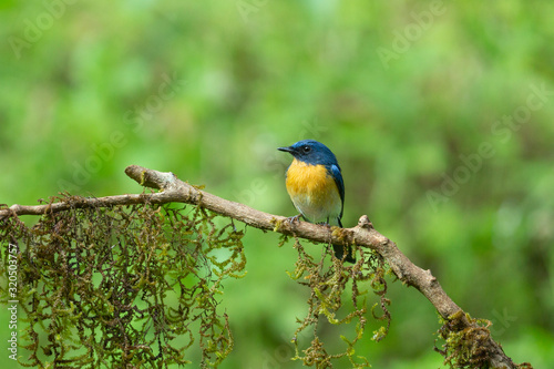 Tickell's blue flycatcher, Cyornis tickelliae, Karnataka, India