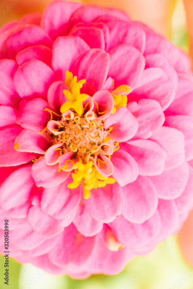 Pink zinnia flower close-up in summer Pink zinnia flower close-up in summer
