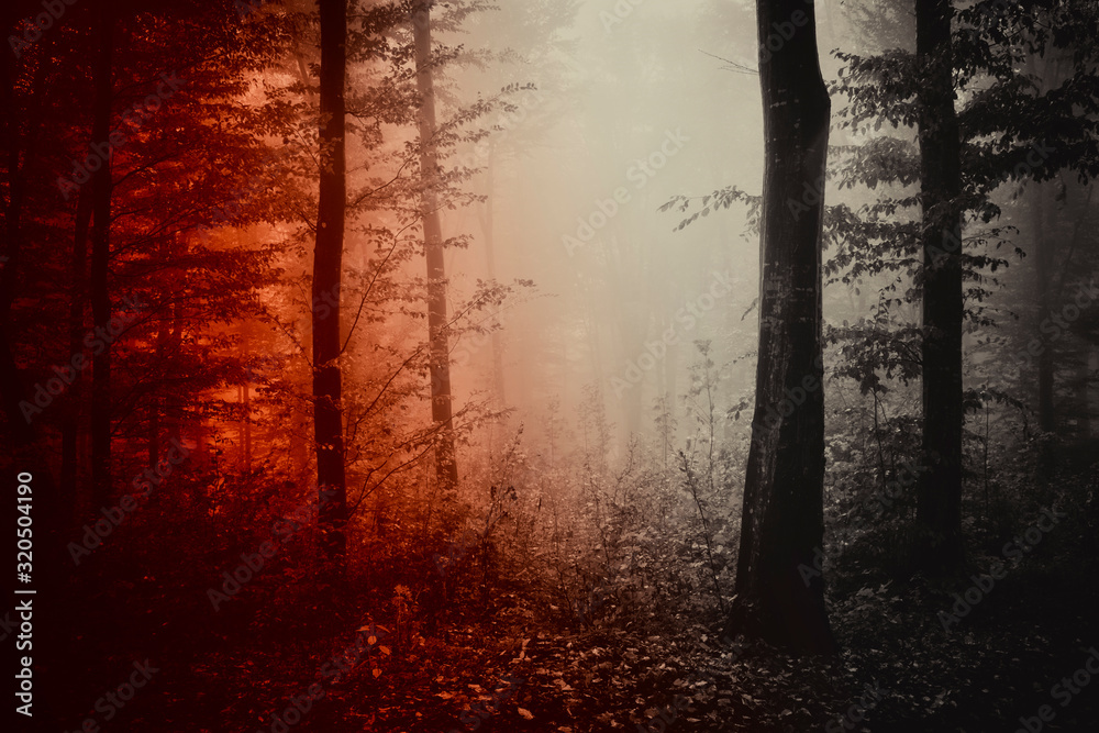 dark horror forest, scary landscape, dark woods