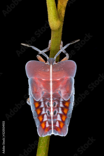 Tessaratomids resemble large stink bugs and are sometimes quite colorful, Amboli, India photo