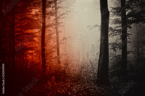 dark horror forest  scary landscape  dark woods
