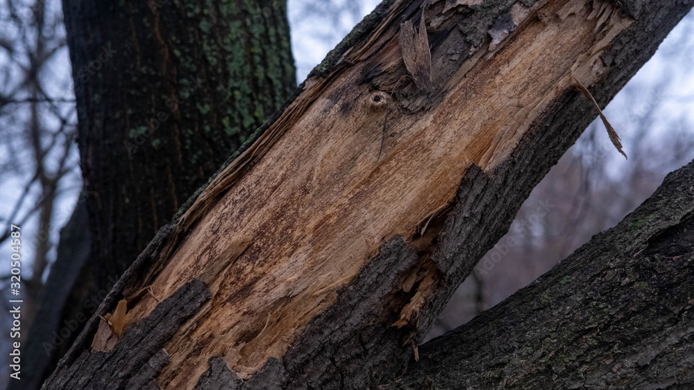  Tree on the background of the Dnieper river in Kiev