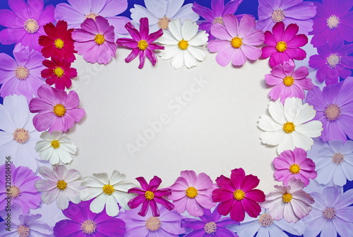 frame of white pink red flowers. multicolored background made of flowers of cosmos