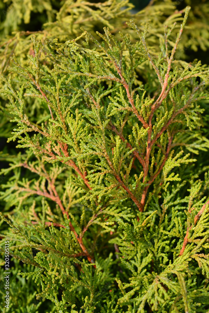 Obraz premium Hinoki cypress Pygmaea