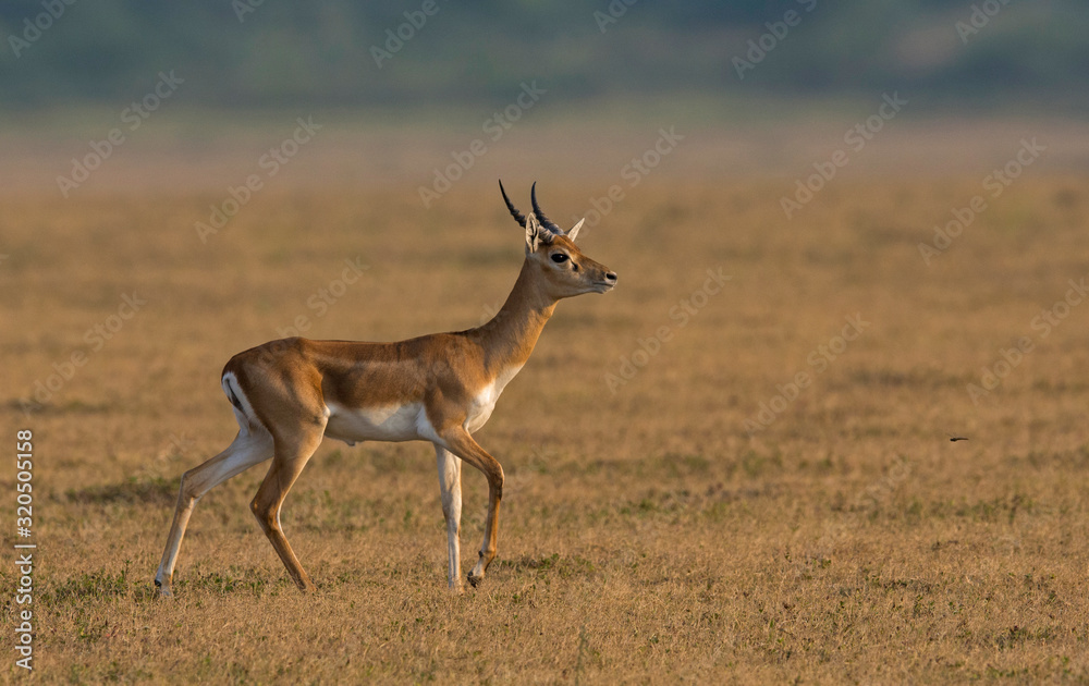 Young blackbuck known as the Indian antelope, Antilope cervicapra. Solapur, India Young blackbuck known as the Indian antelope, Antilope cervicapra. Solapur, India