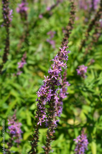 Purple loosestrife