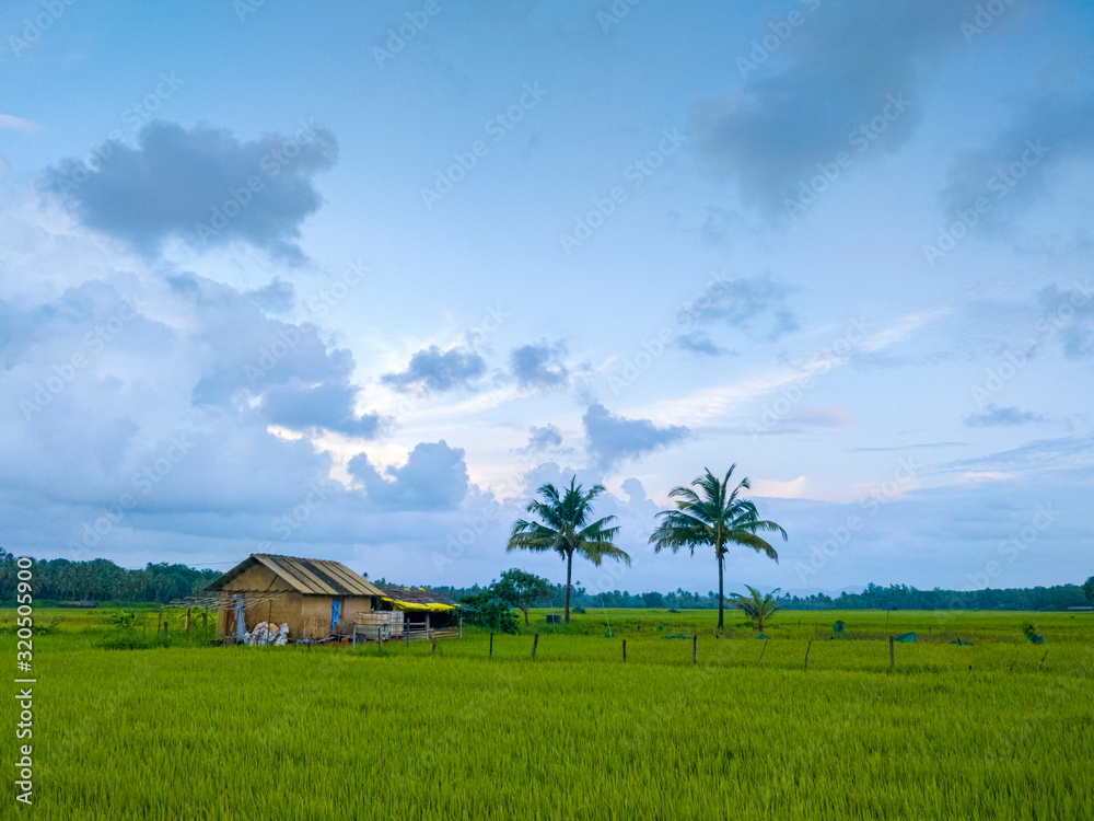 Rice Paddies, Coastal India, Monsoon, Goa Rice Paddies, Coastal India, Monsoon, Goa