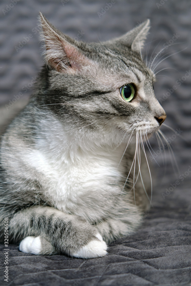 Naklejka premium Gray cat pricked up ears and listens scaredly