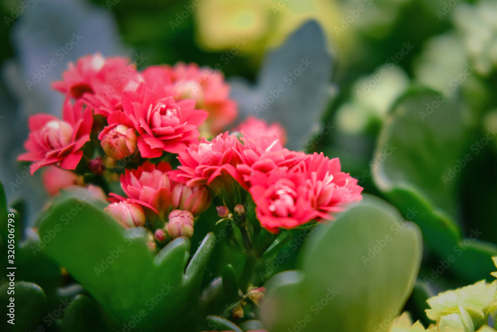 Kalanchoe blossfeldiana is a succulent plant with red flowers. It grows wild in Madagascar. A popular beautiful flowering houseplant.