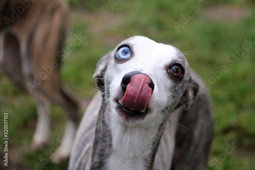 Fotografija close up of a funny whippet with tonge out in the garden