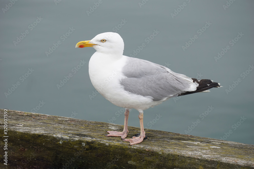 Close up view of European herring gull (Larus argentatus). Close up view of European herring gull (Larus argentatus).
