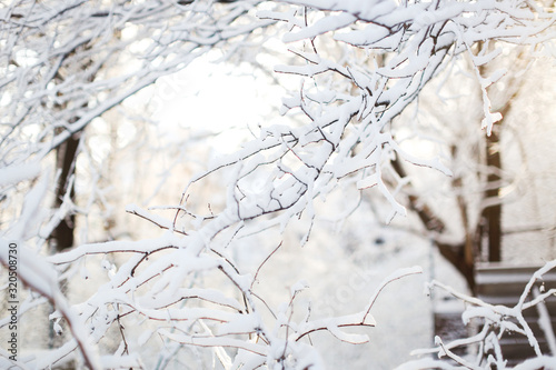 snowy tree branches close-up, winter background