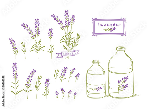 Set of drawings brushes of lavender flowers and glass bottles of oil. Vector. Vector.	