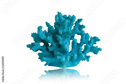 Obraz na płótnie Blue coral isolated on white background.This had clipping path.