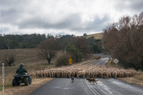 Photography Farmer driving herd of sheep with two working shepherd dogs on countryside road