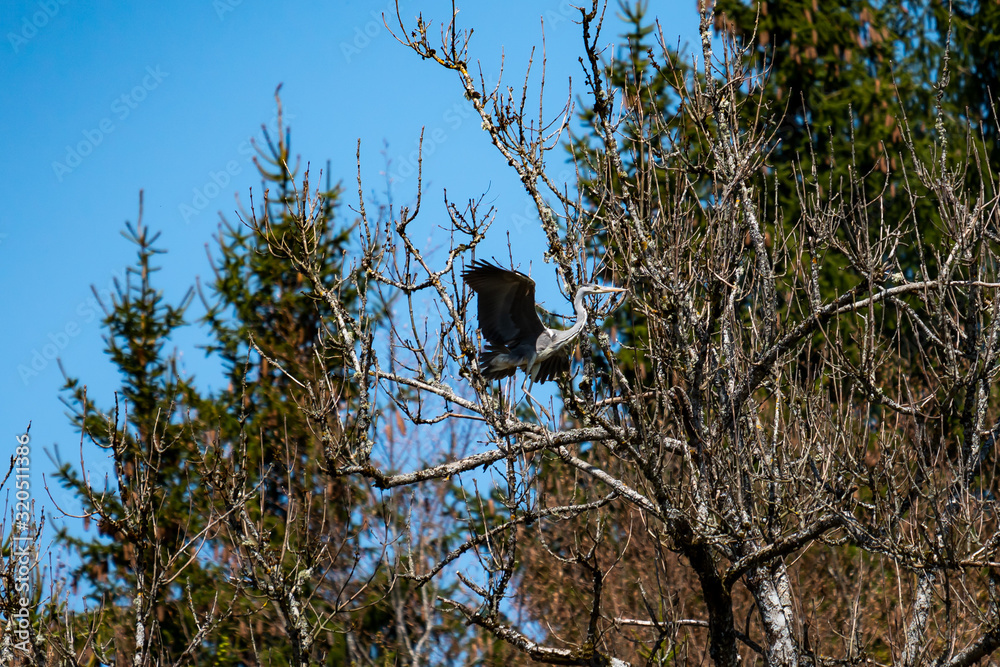 great blue heron in tree